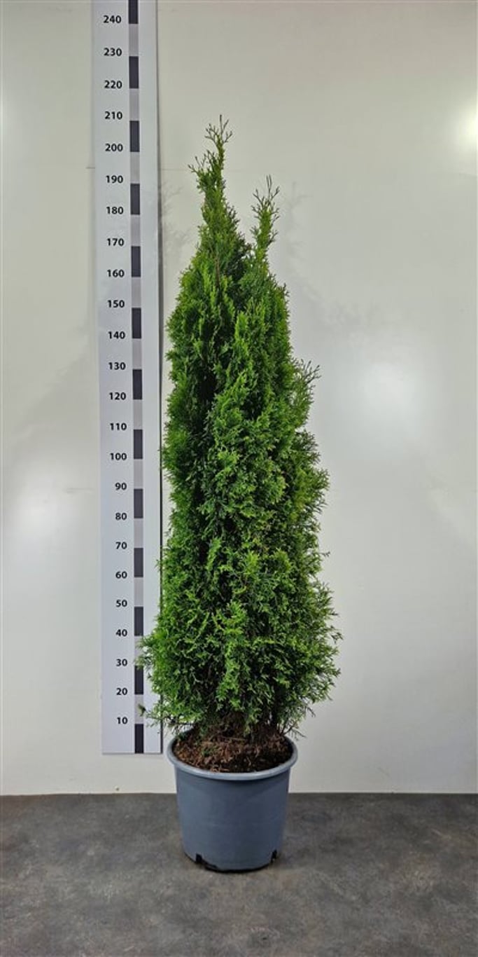 Thuja occ. 'Smaragd' - C20 150-175 CM